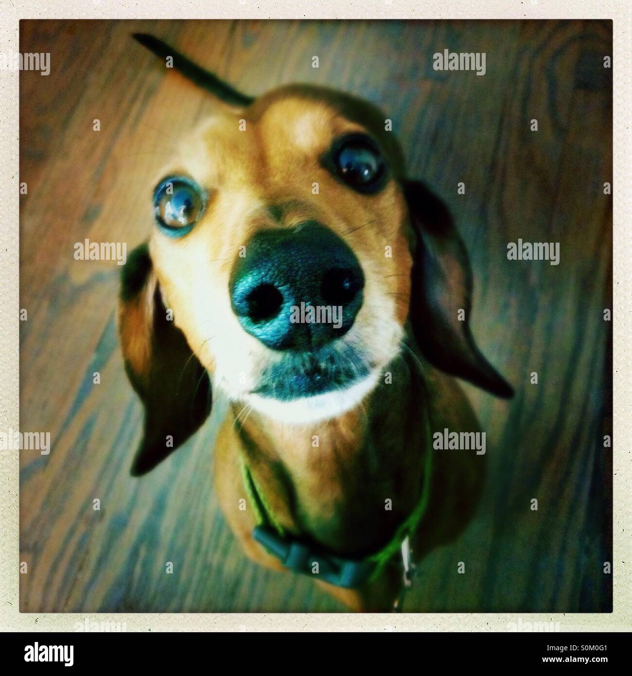 Dackel nachschlagen - Smartphone-aufgenommenes Stockfoto