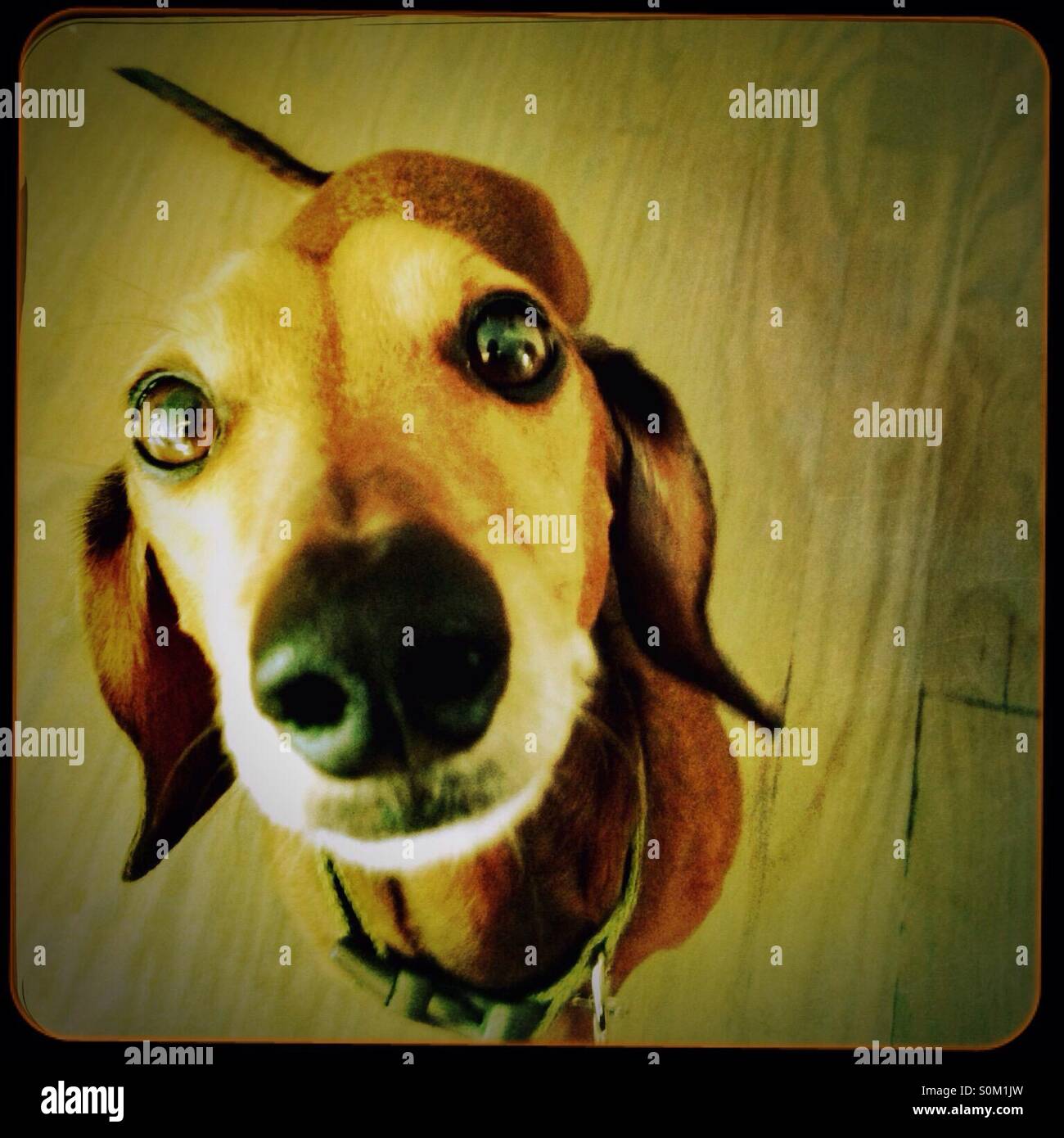 Dackel nachschlagen - Smartphone-aufgenommenes Stockfoto