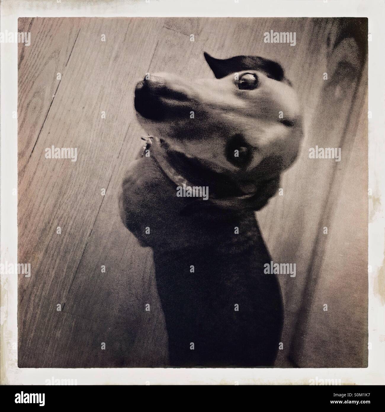 Dackel von oben - Smartphone-aufgenommenes Stockfoto