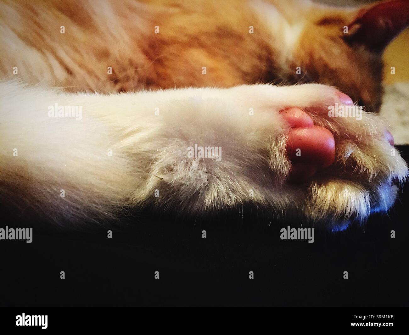 Hinteren Fuß einer Katze Nahaufnahme, Schlaf Stockfoto