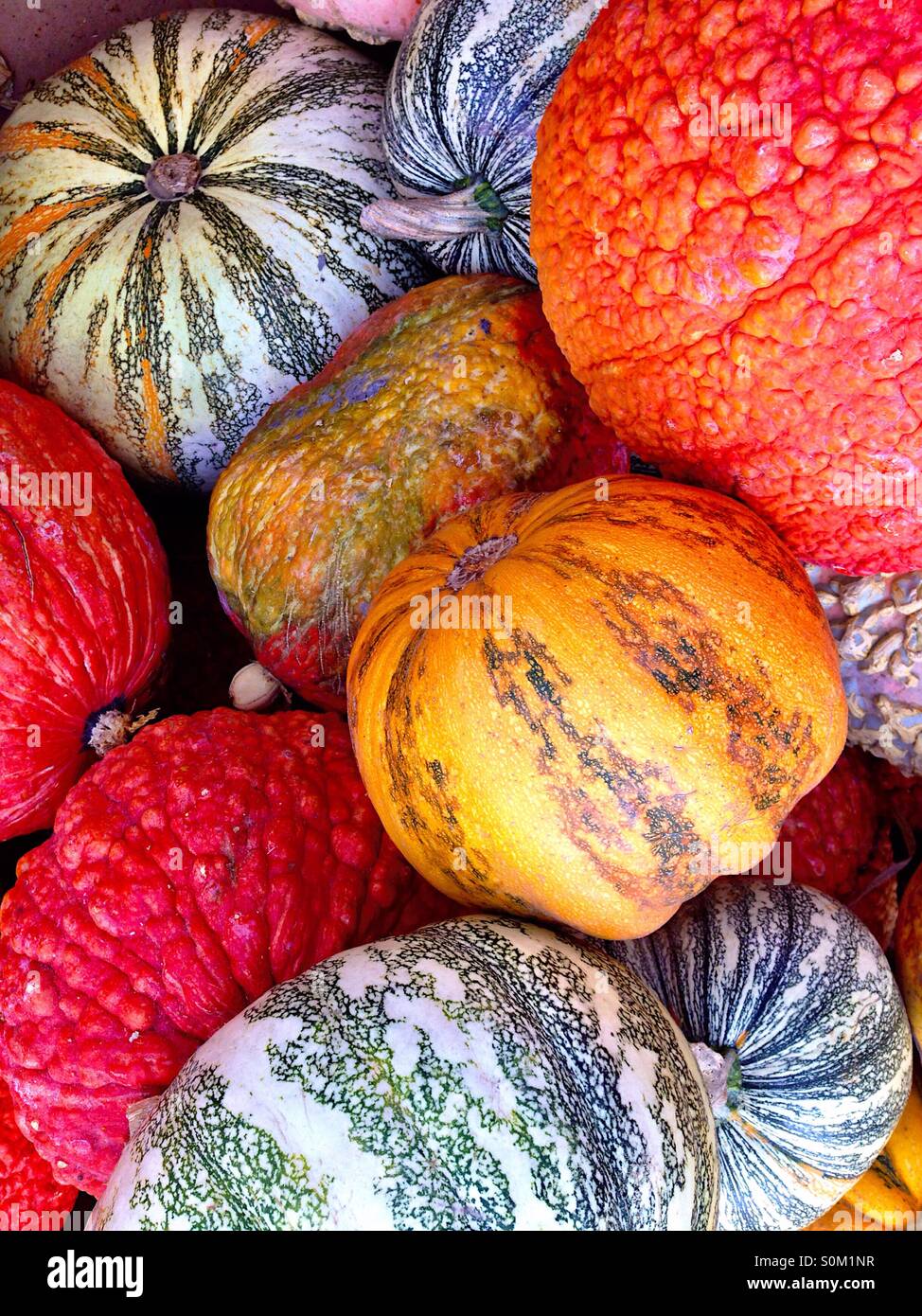 Bunter Herbst Kürbisse - Smartphone-aufgenommenes Stockfoto