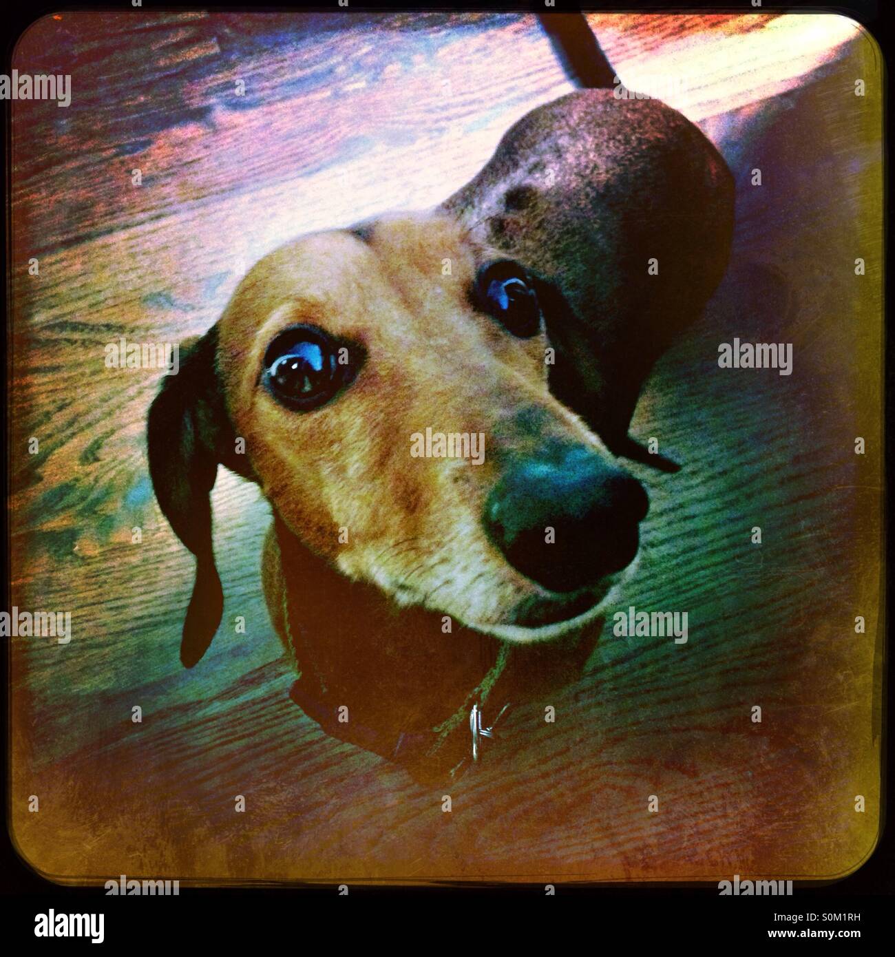 Dackel - Smartphone-aufgenommenes Stockfoto