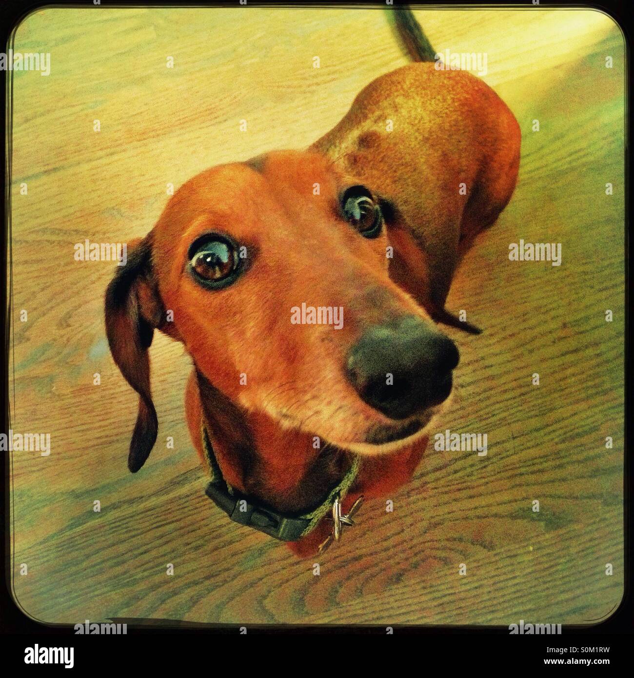 Dackel - Smartphone-aufgenommenes Stockfoto