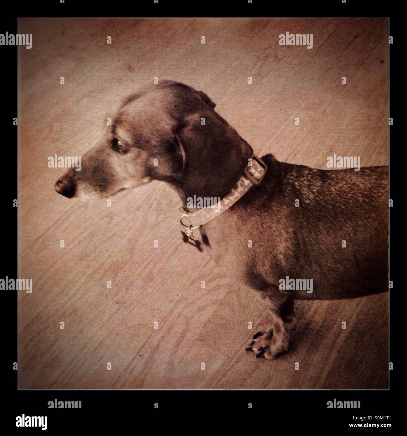 Dackel-Profil - Smartphone-aufgenommenes Stockfoto