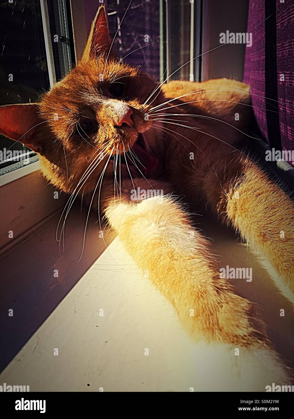 Katze im Sonnenlicht mit Fokus auf weiße Schnurrhaare Gähnen - Smartphone-aufgenommenes Stockfoto