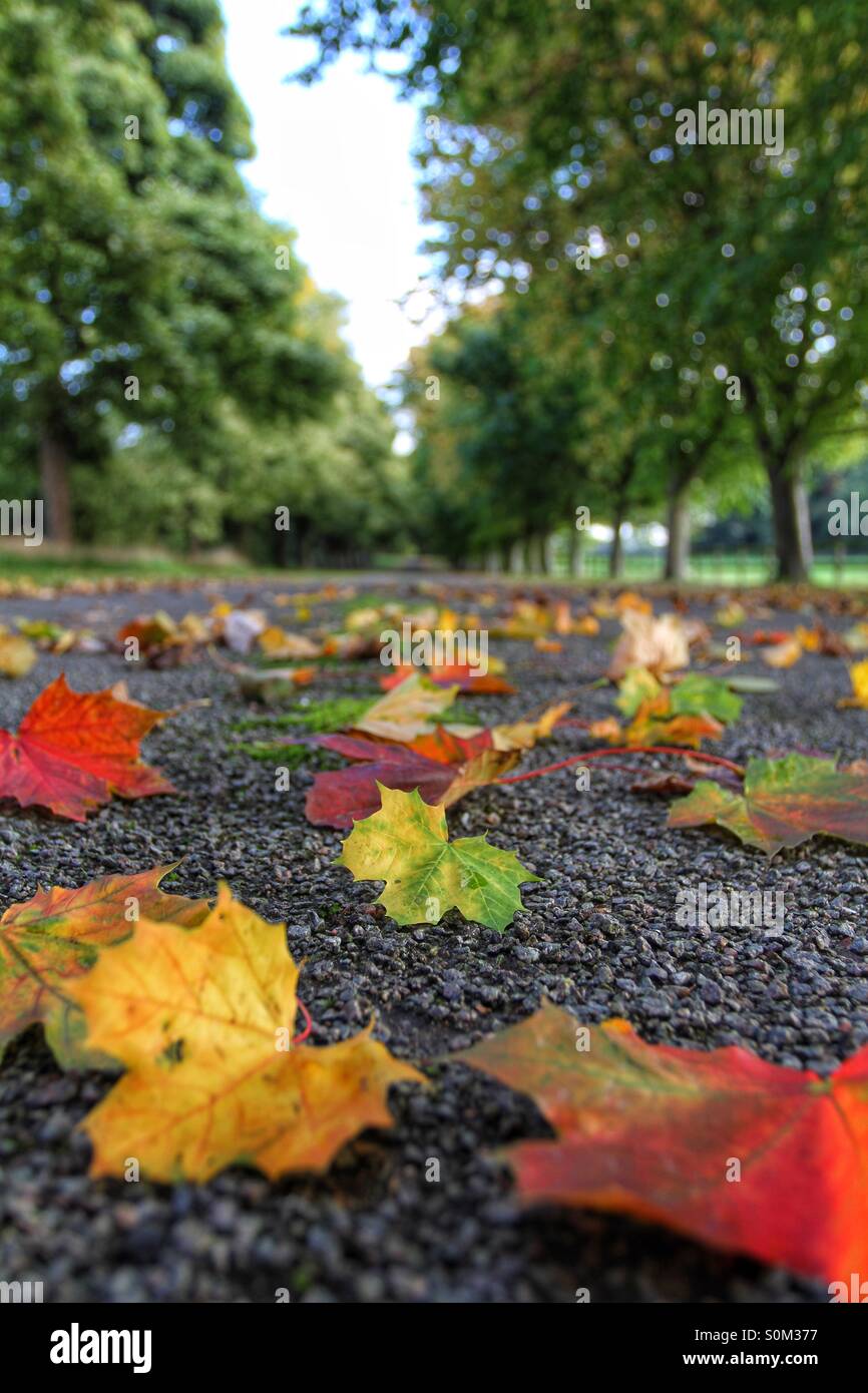 Eine ruhigen, von Bäumen gesäumten Allee in Laub bedeckt erstreckt sich in die Ferne. - Smartphone-aufgenommenes Stockfoto