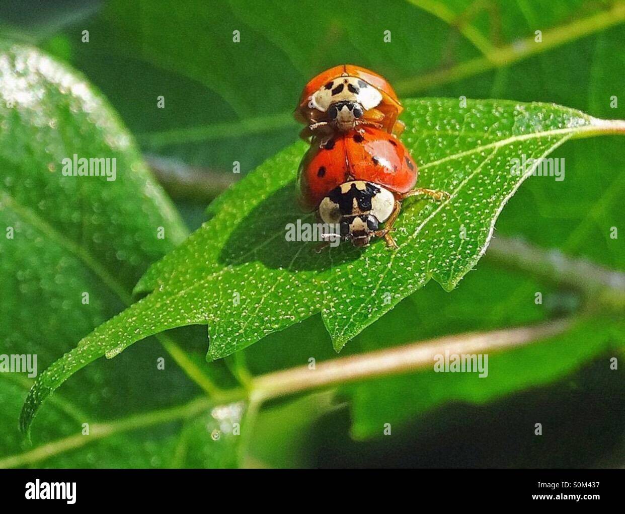 ..' doppelt Glück... " - Smartphone-aufgenommenes Stockfoto