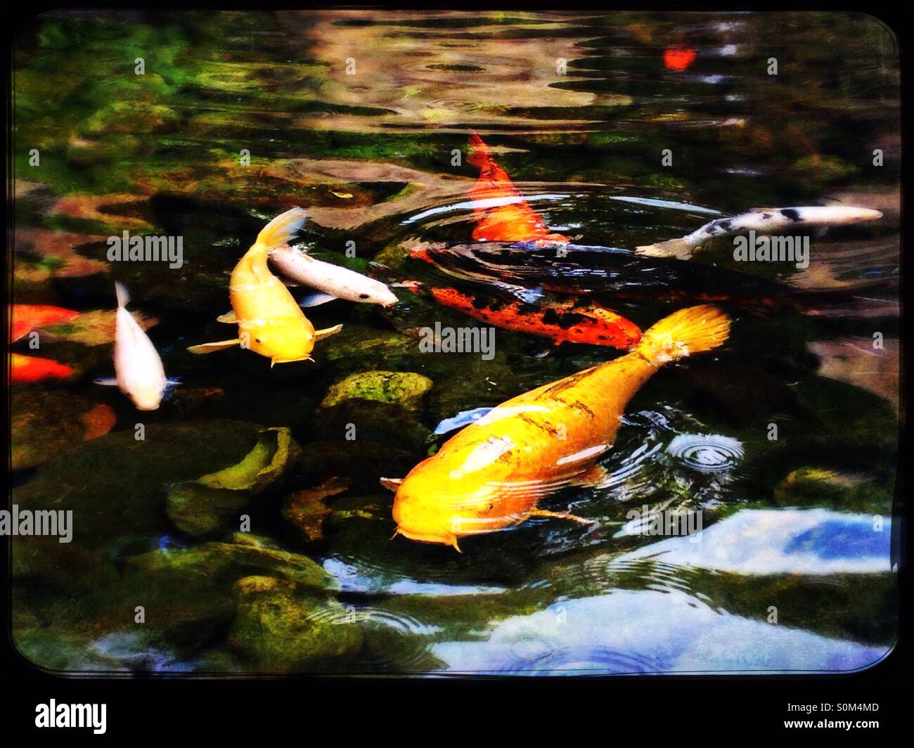 Koi in Koi-Teich - Smartphone-aufgenommenes Stockfoto