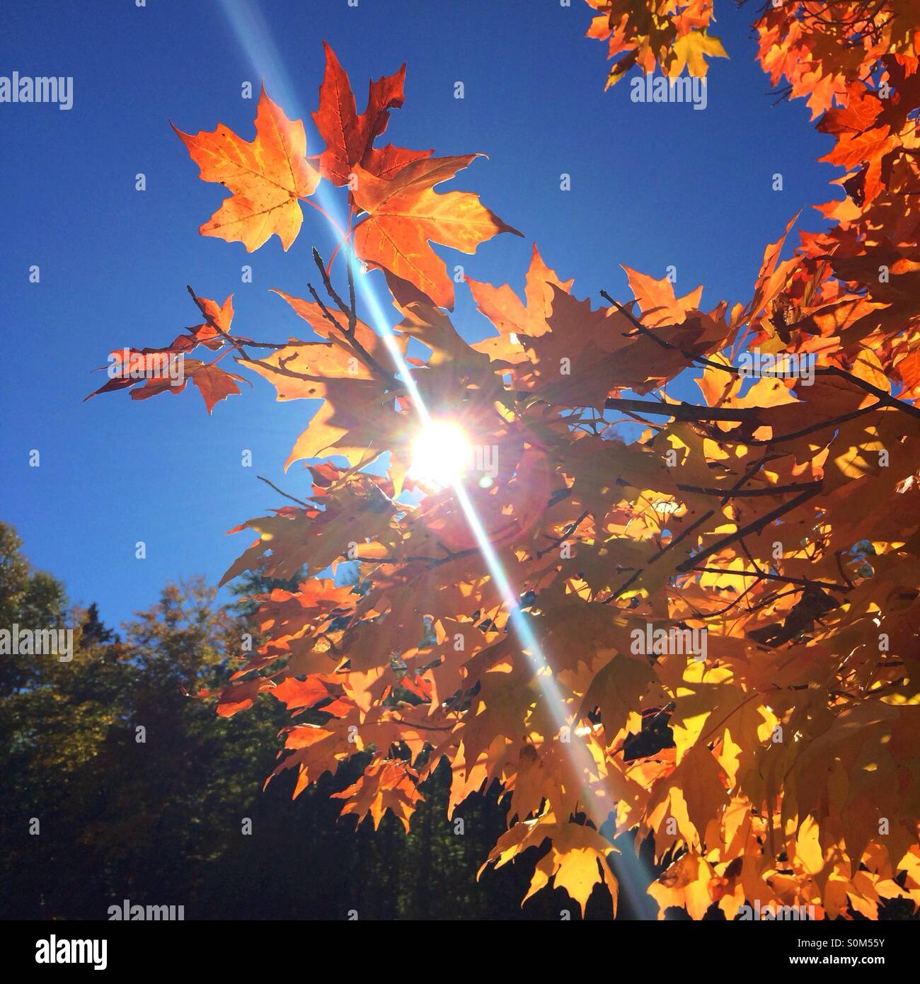 Sonne durch die Blätter im Herbst Stockfoto