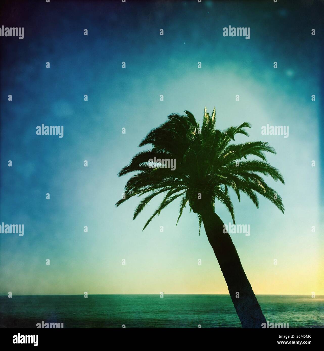 Mexikanische Palmen und das Meer. Refugio State Beach, Kalifornien. - Smartphone-aufgenommenes Stockfoto