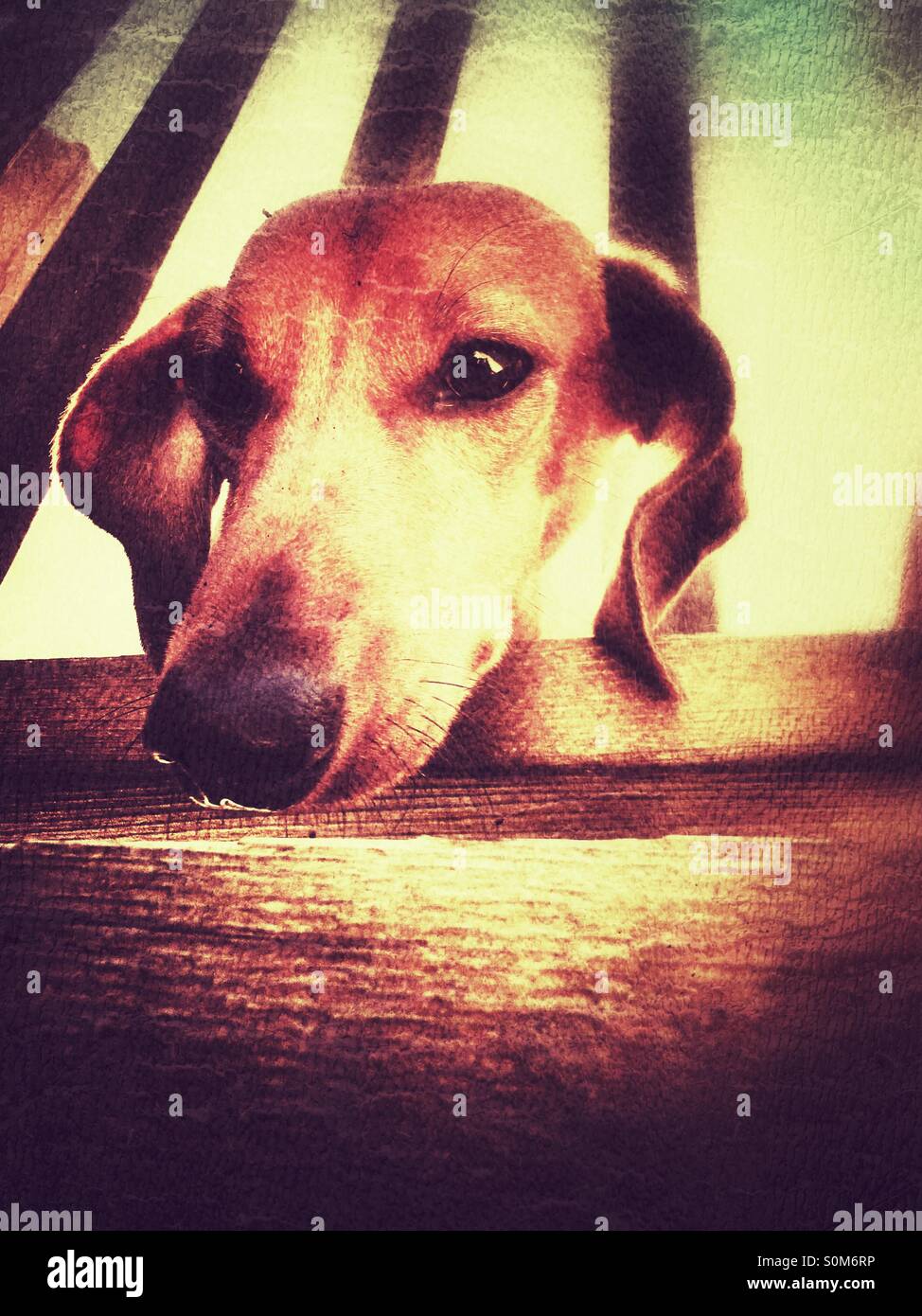 Auf der Suche über die Schienen eines Decks Zwergdackel - Smartphone-aufgenommenes Stockfoto