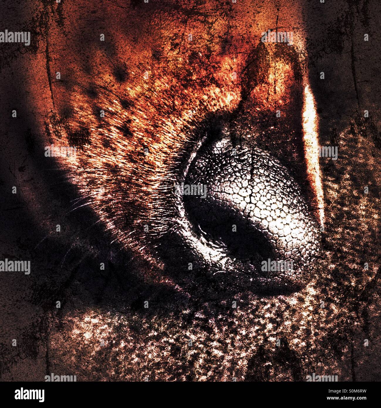 Nahaufnahme der Nase eine Miniature Dachshund - Smartphone-aufgenommenes Stockfoto