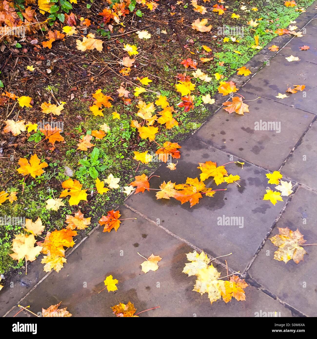 Ausrangierte Herbst Farben Stockfoto