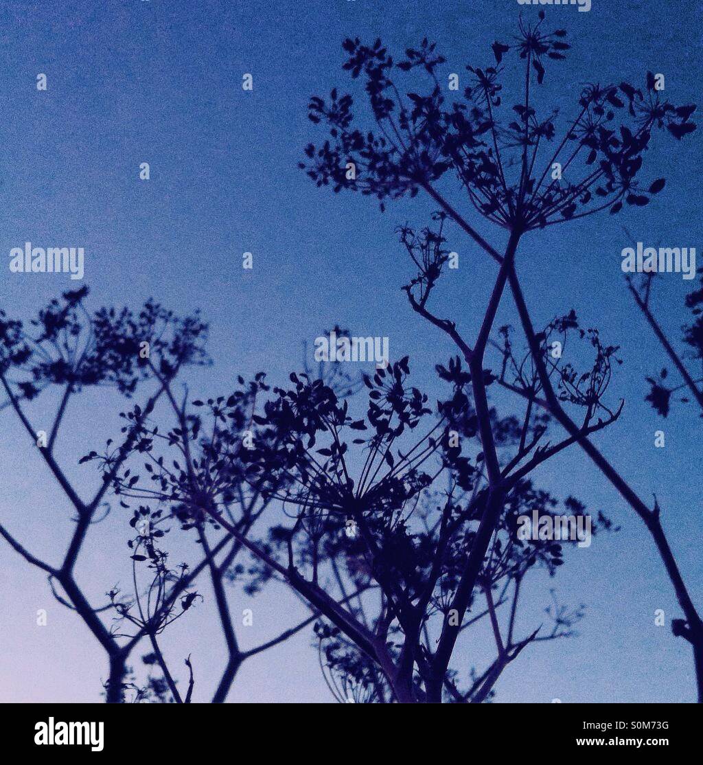 Silhouette des sterbenden Pflanzen vor einem blauen Himmel in der Dämmerung - Smartphone-aufgenommenes Stockfoto