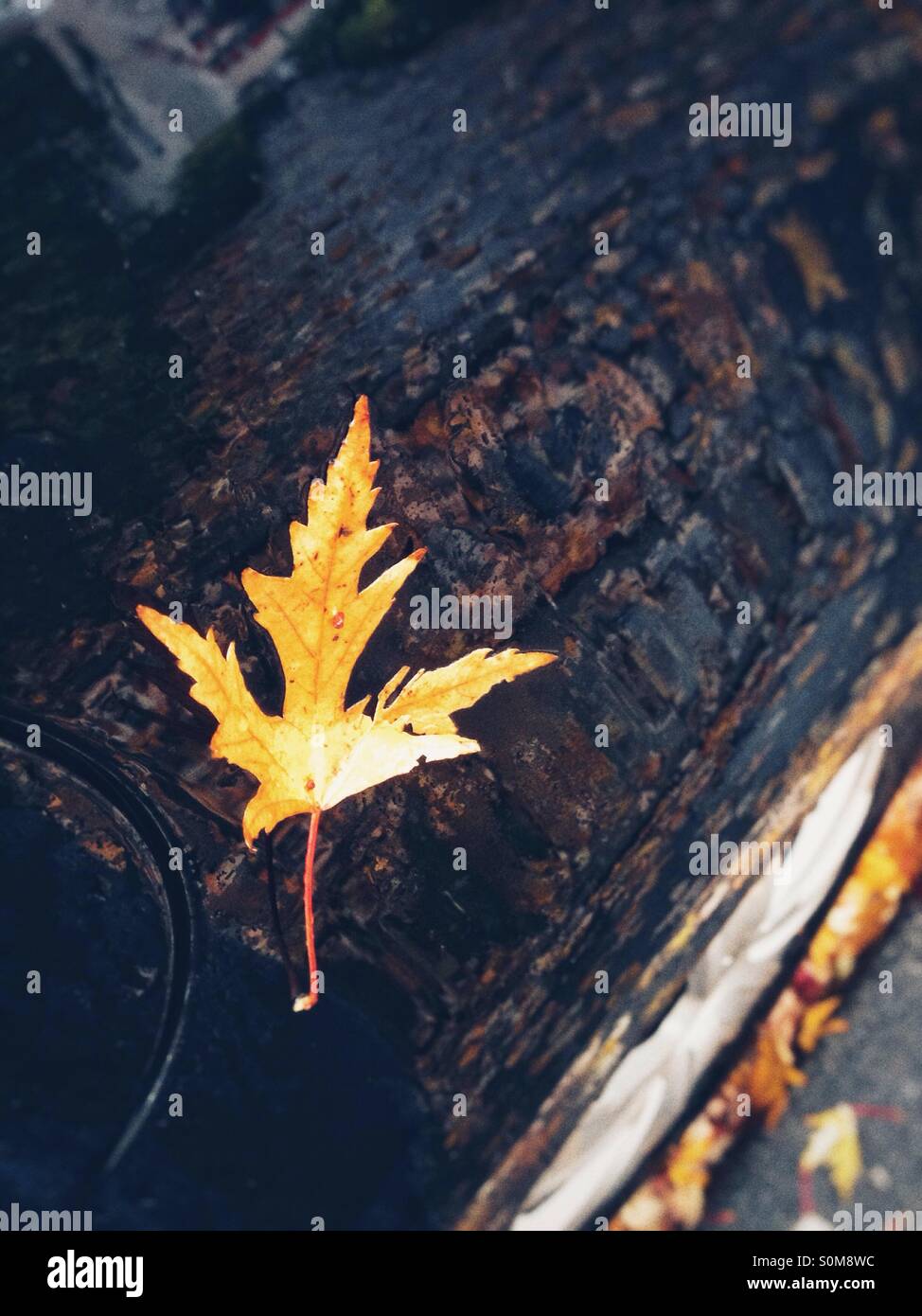 Blättern Sie auf der Seite ein nasses Auto im Herbst Stockfoto