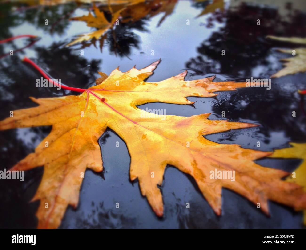 Nasse Blätter auf der glänzenden Oberfläche ein schwarzes Auto im Herbst Stockfoto