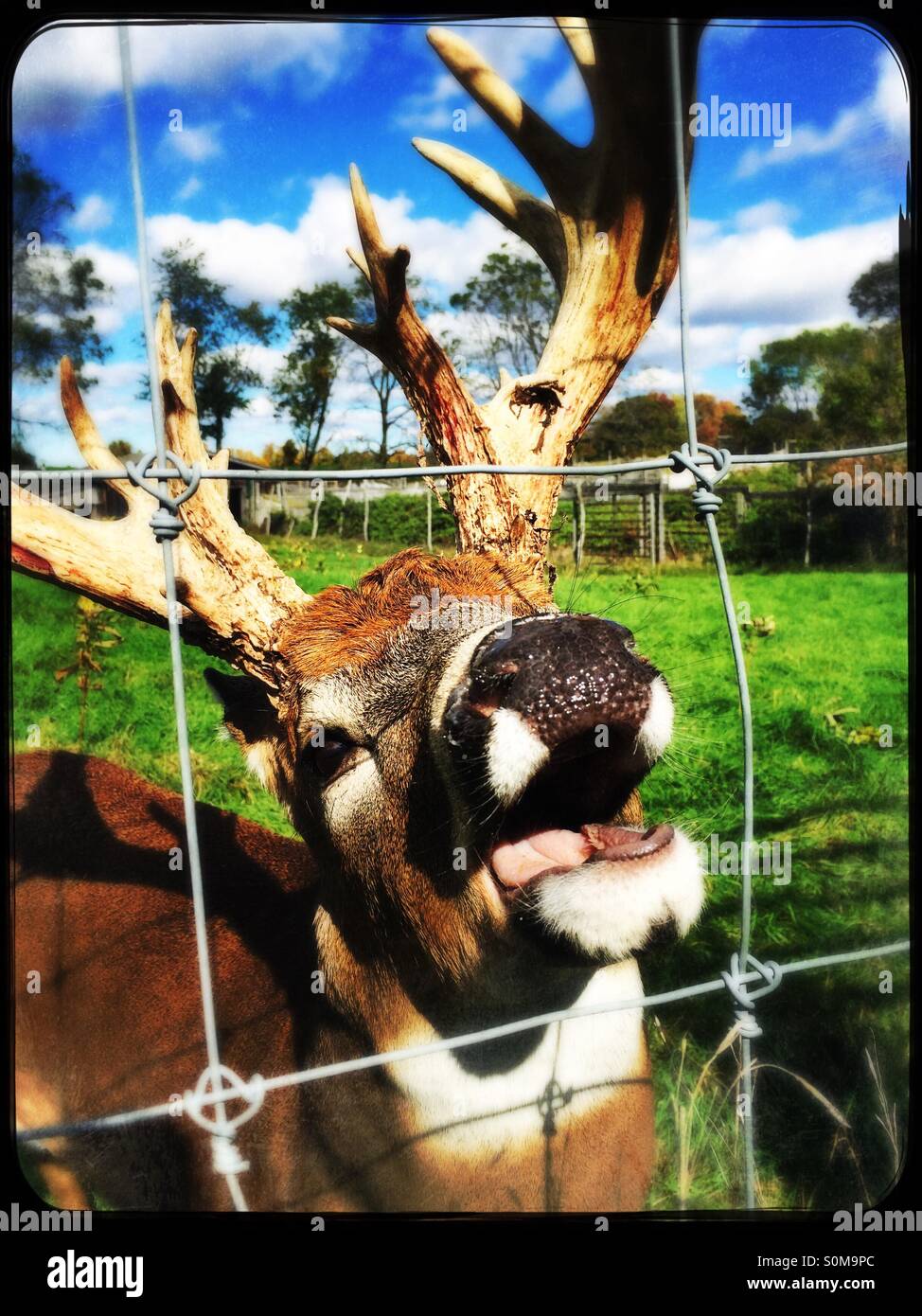 Freundlichen Whitetail Buck mit riesigen Geweih - Smartphone-aufgenommenes Stockfoto