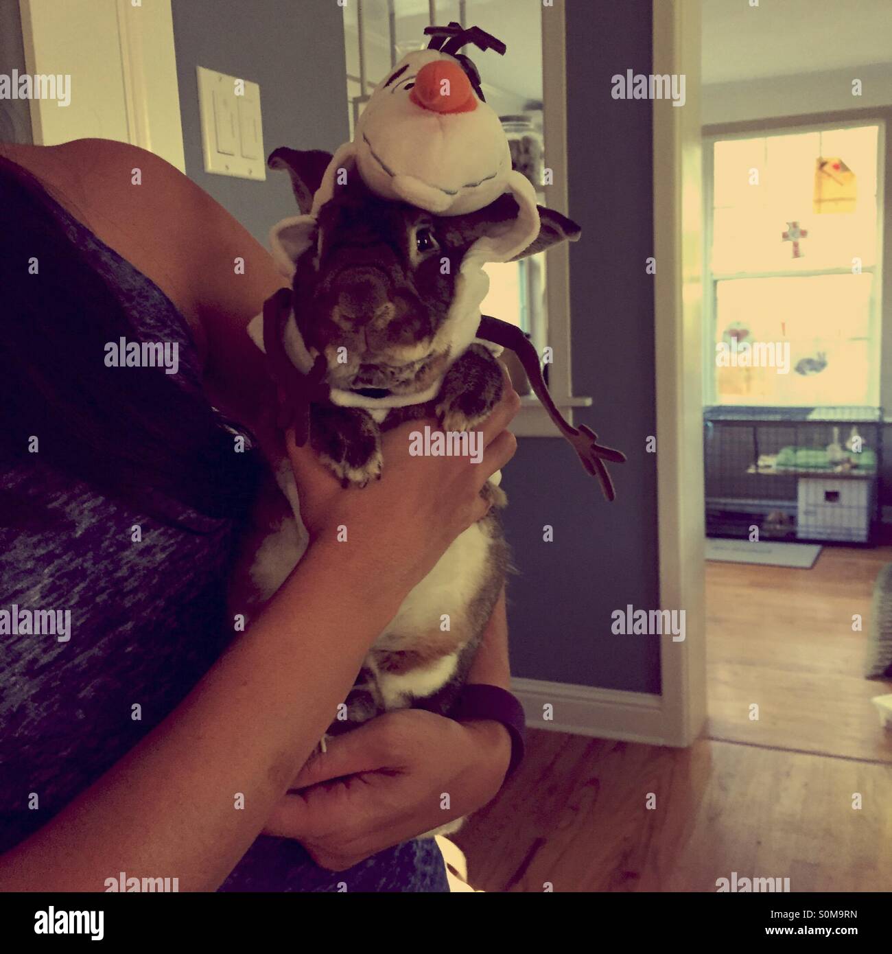 Hase trägt eine Olaf Schneemann Kostüm für Halloween. Stockfoto