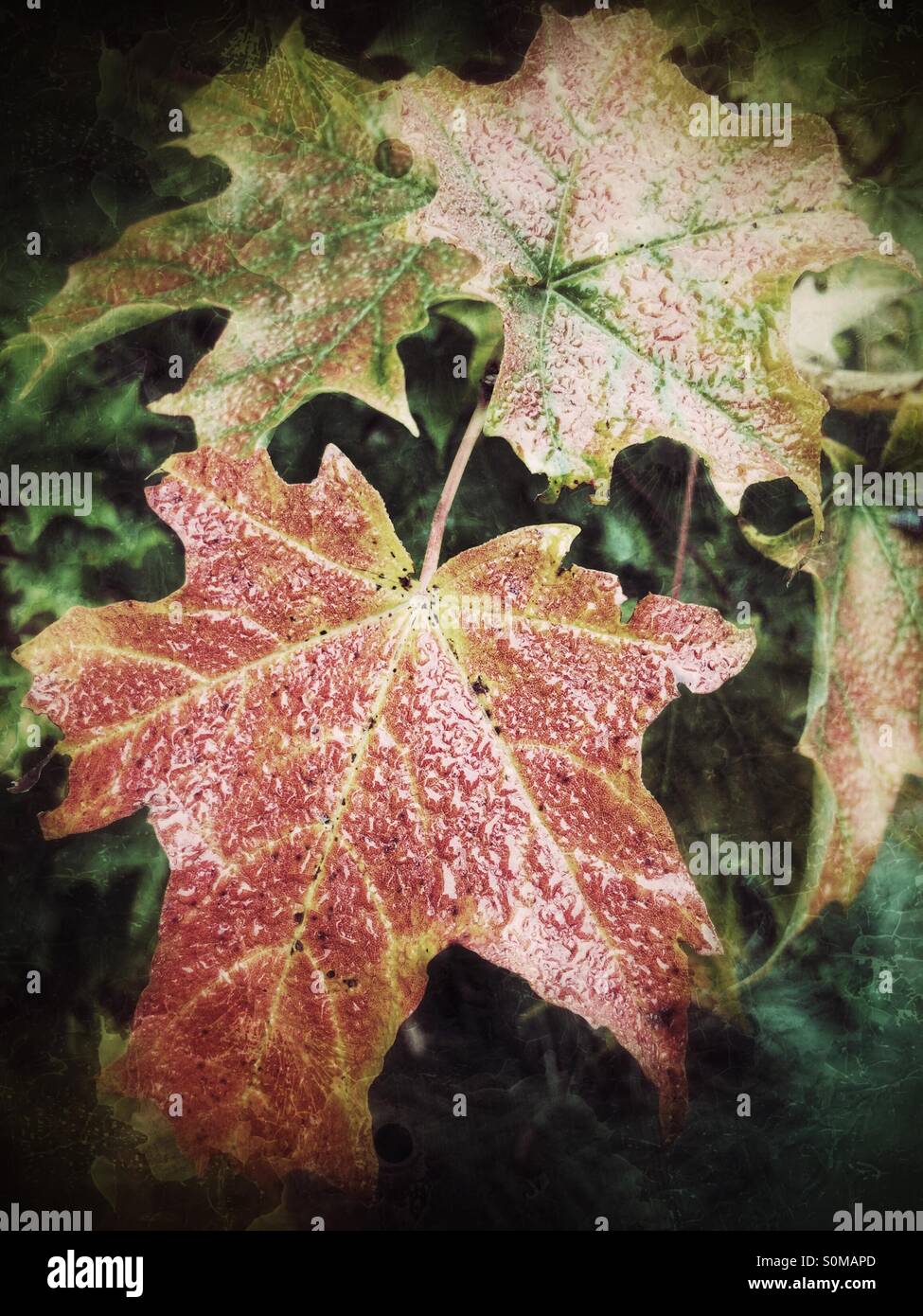 Herbstfärbung, schöne Zerfall (Grunge) Stockfoto