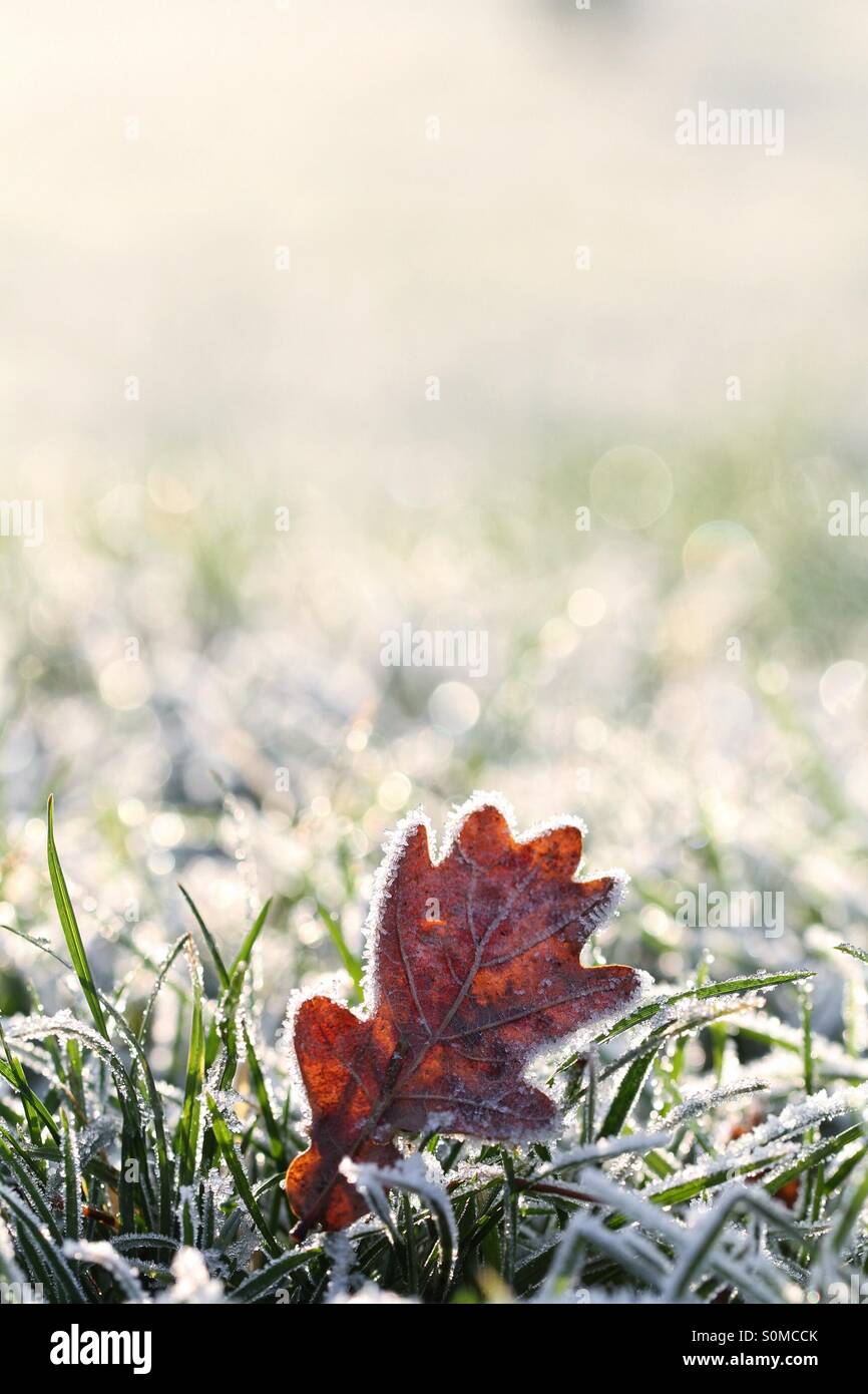 Ein frostiger Blatt setzt sich in einem Frost bedeckt, grasbewachsenen Feld. - Smartphone-aufgenommenes Stockfoto