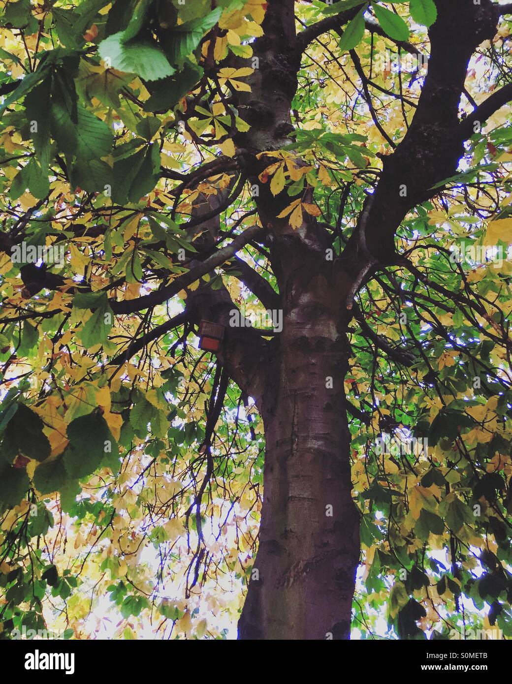 Herbstliche Bäume in England Stockfoto