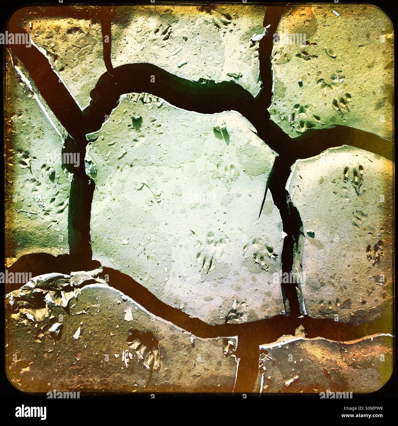 Trockenen Schlamm mit Waschbär Paw Tracks in es geknackt. - Smartphone-aufgenommenes Stockfoto