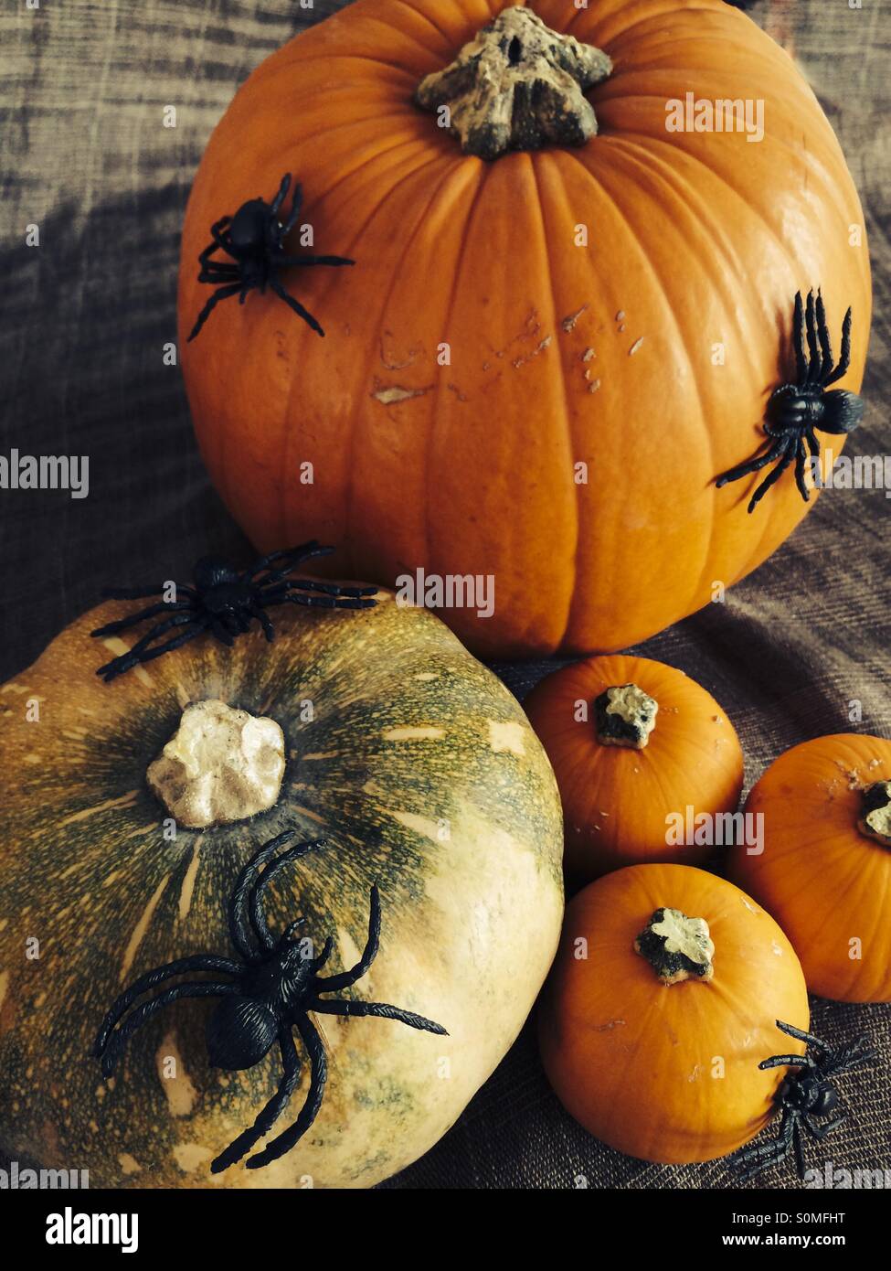 Verschiedene Kürbisse dekoriert mit schwarzen Spinnen für Halloween Stockfoto