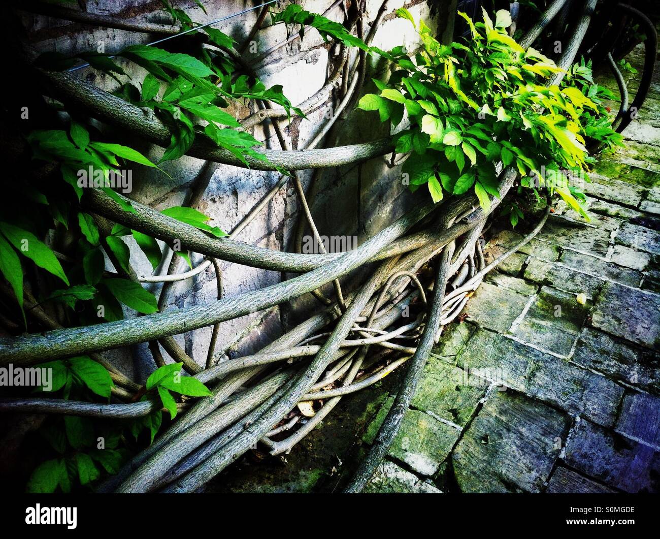 Wisteria-Stiele aus nächster Nähe - Smartphone-aufgenommenes Stockfoto
