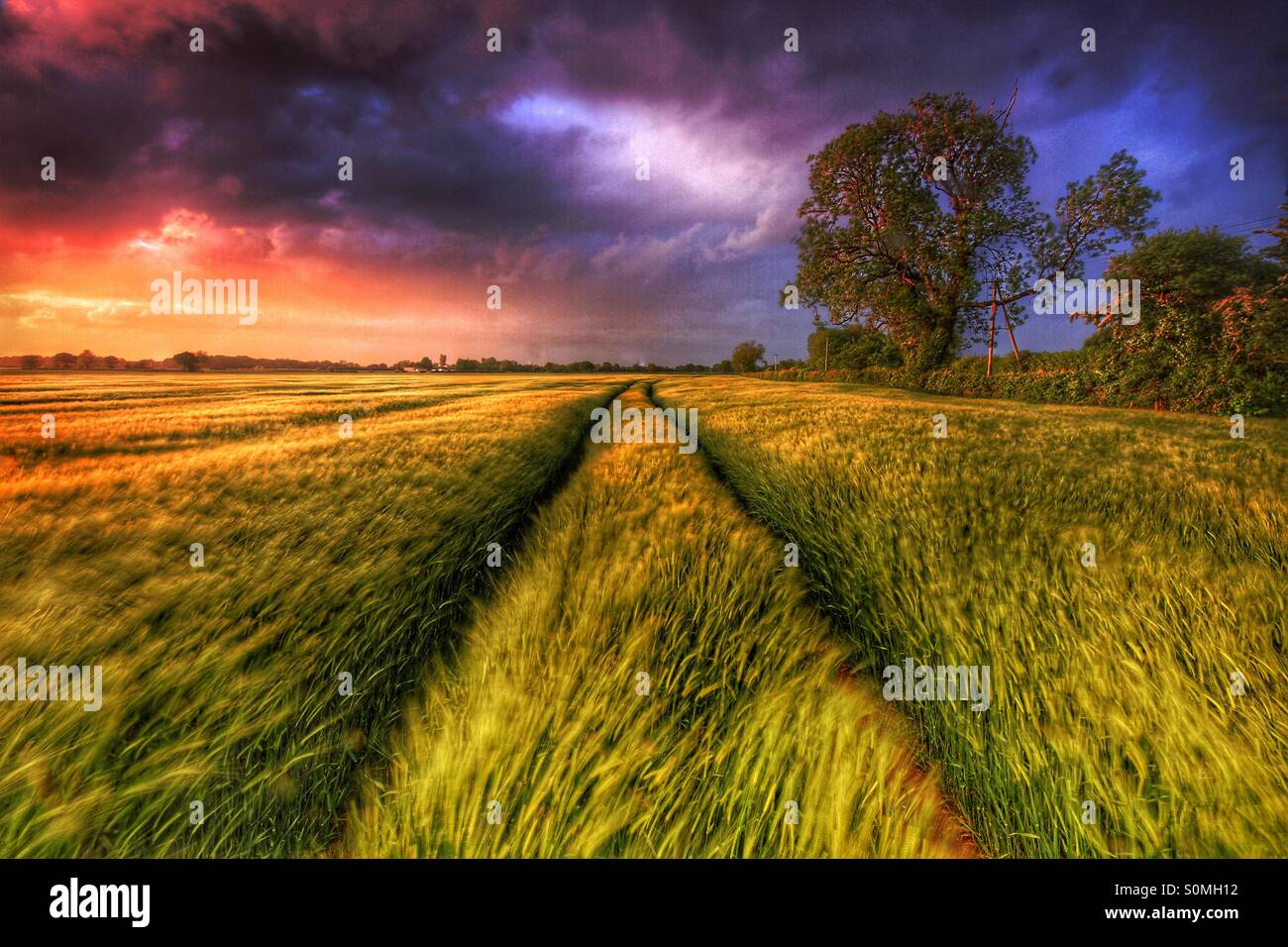 Ein bunten stürmischer Himmel weht ein Weizenfeld mit Traktorspuren in der Ferne verschwindet. - Smartphone-aufgenommenes Stockfoto