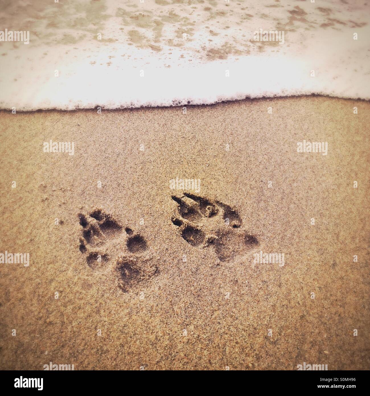 Hundepfote druckt in den Sand am Strand. Stockfoto