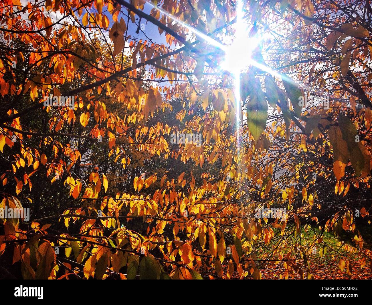 Sonnenschein durch Herbst Blätter Stockfoto