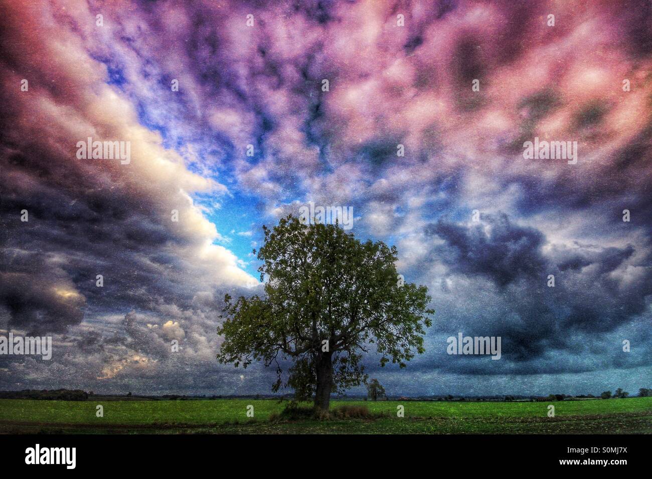 Ein einzelner Baum, der zentral im Rahmen mit dunklen, bunt, grüblerische Wolken hinter ist. Stockfoto