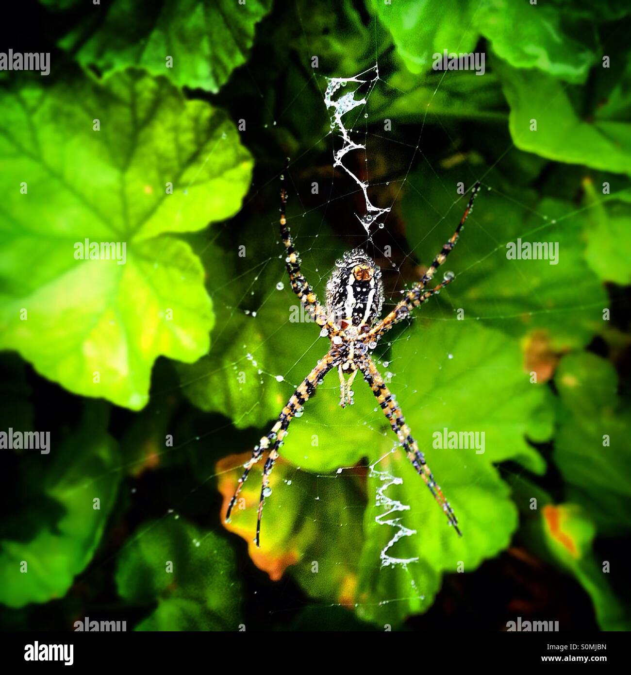 Wassertropfen auf einem Spinnennetz in Peña de Bernal, Ezequiel Montes. Queretaro, Mexiko Stockfoto