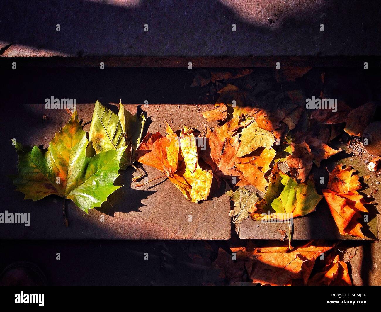 Herbst-Licht Stockfoto