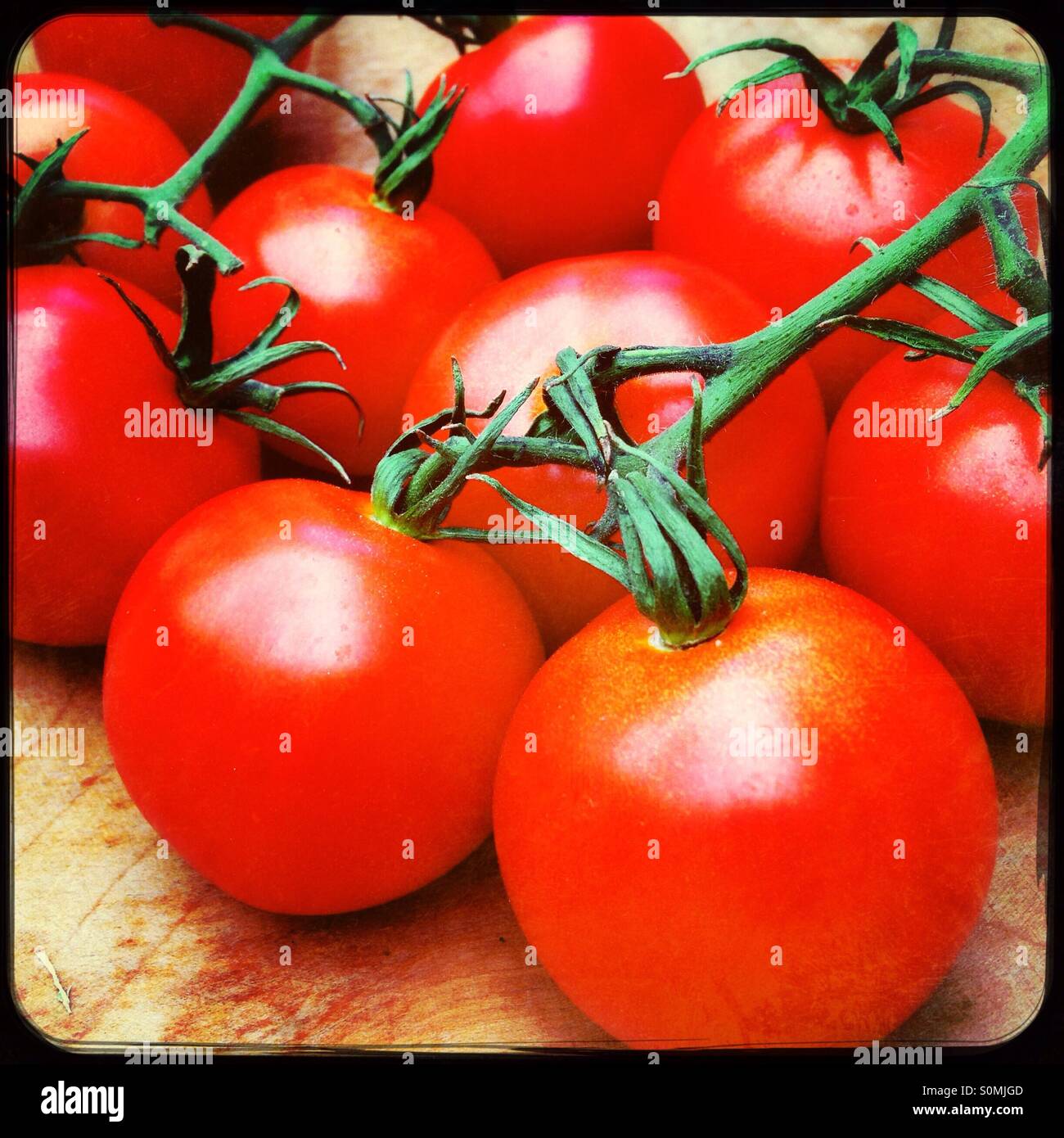 Tomaten am Rebstock - Smartphone-aufgenommenes Stockfoto