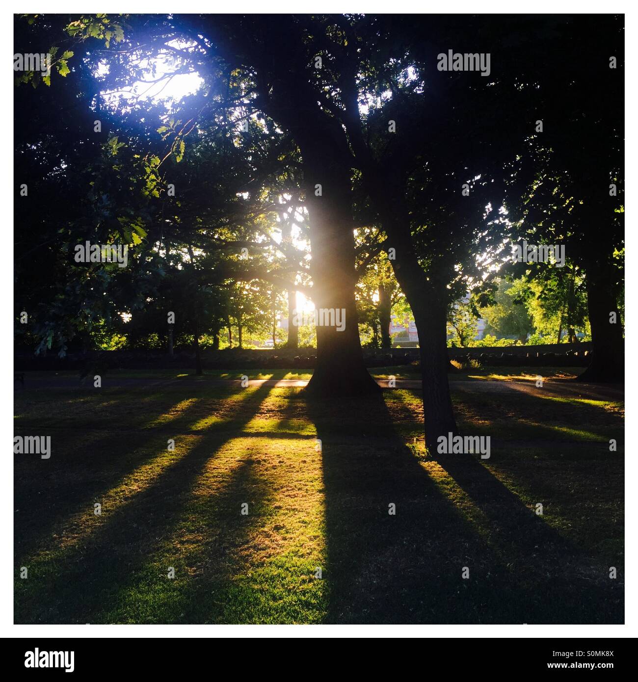 Licht durch Bäume Stockfoto