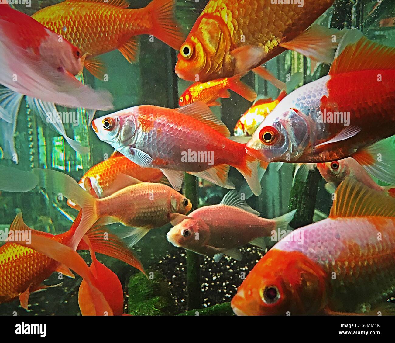 Goldfish aquariums gold fish aquarium Fotos und Bildmaterial in hoher