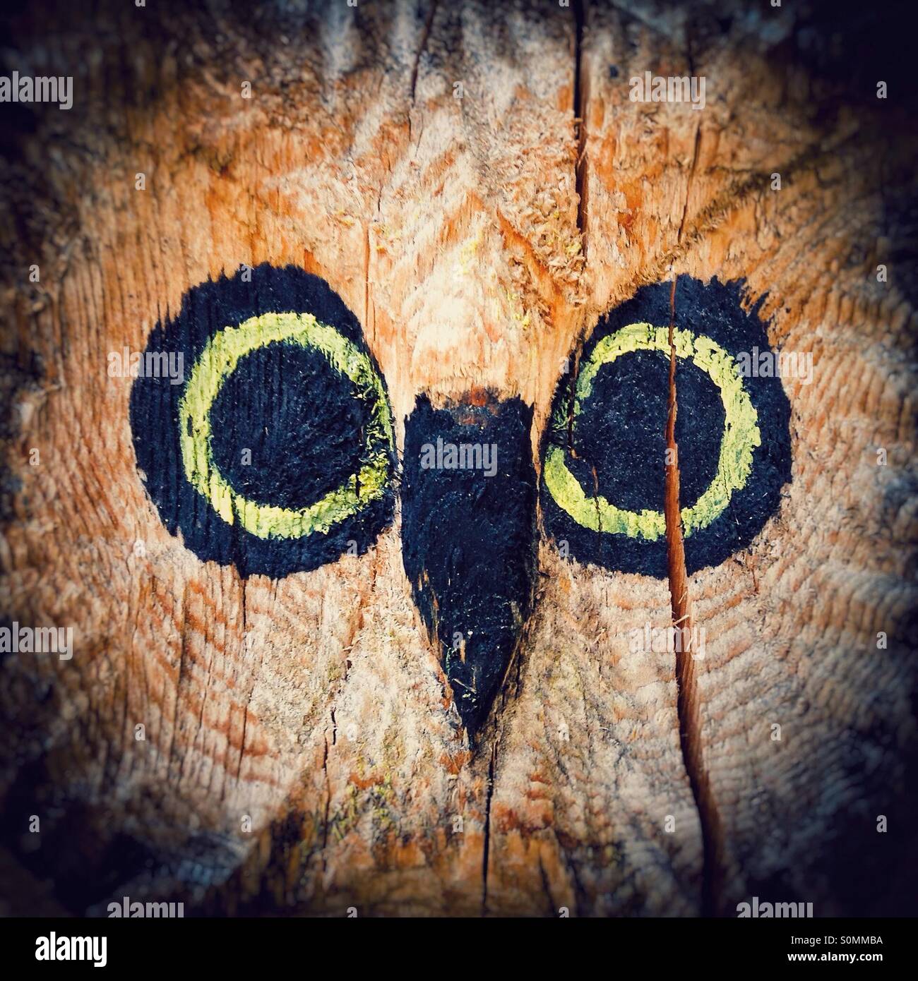 Eule auf Holz gemalt Stockfoto