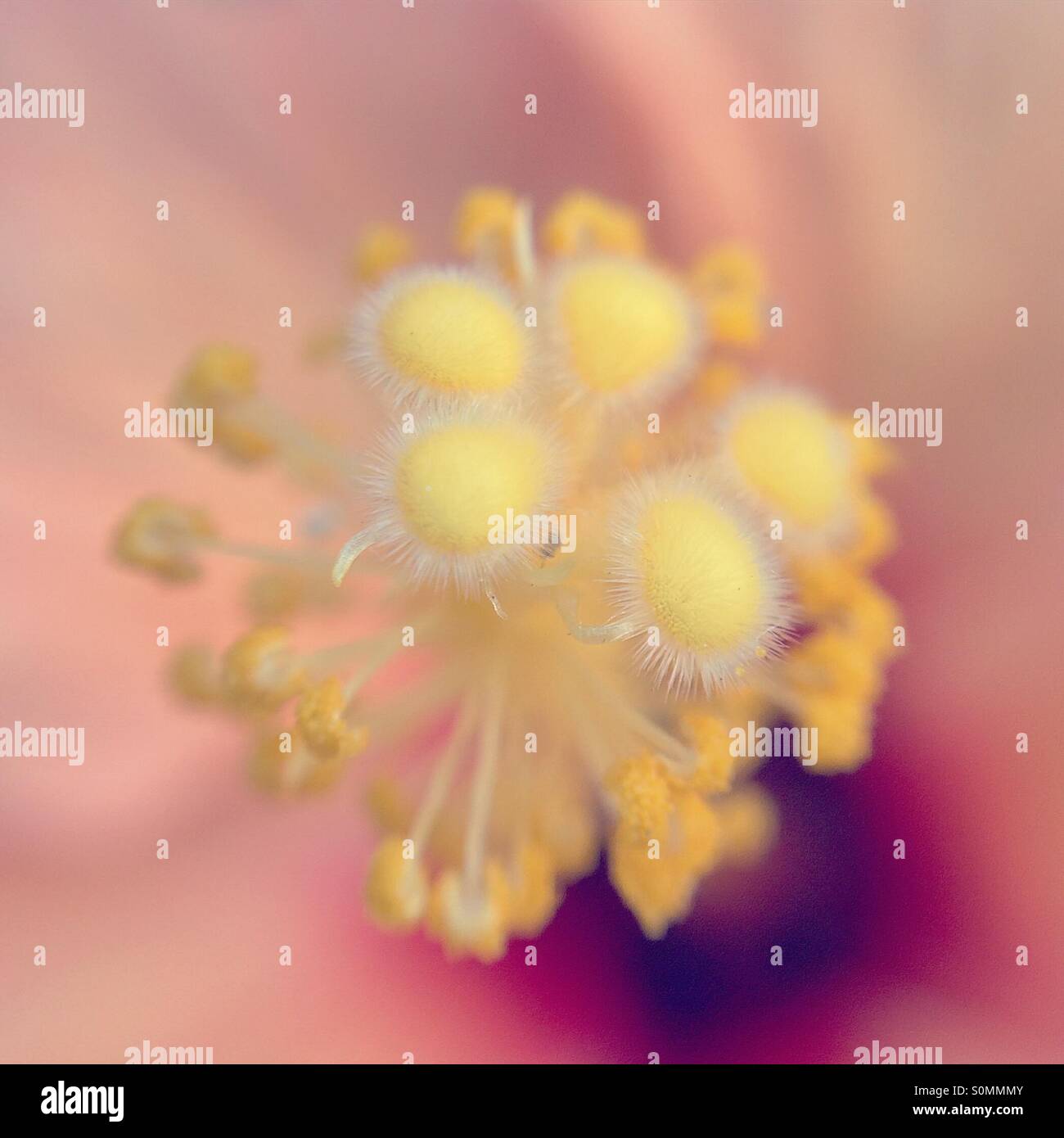 Makro der Stempel einer Blume Stockfoto
