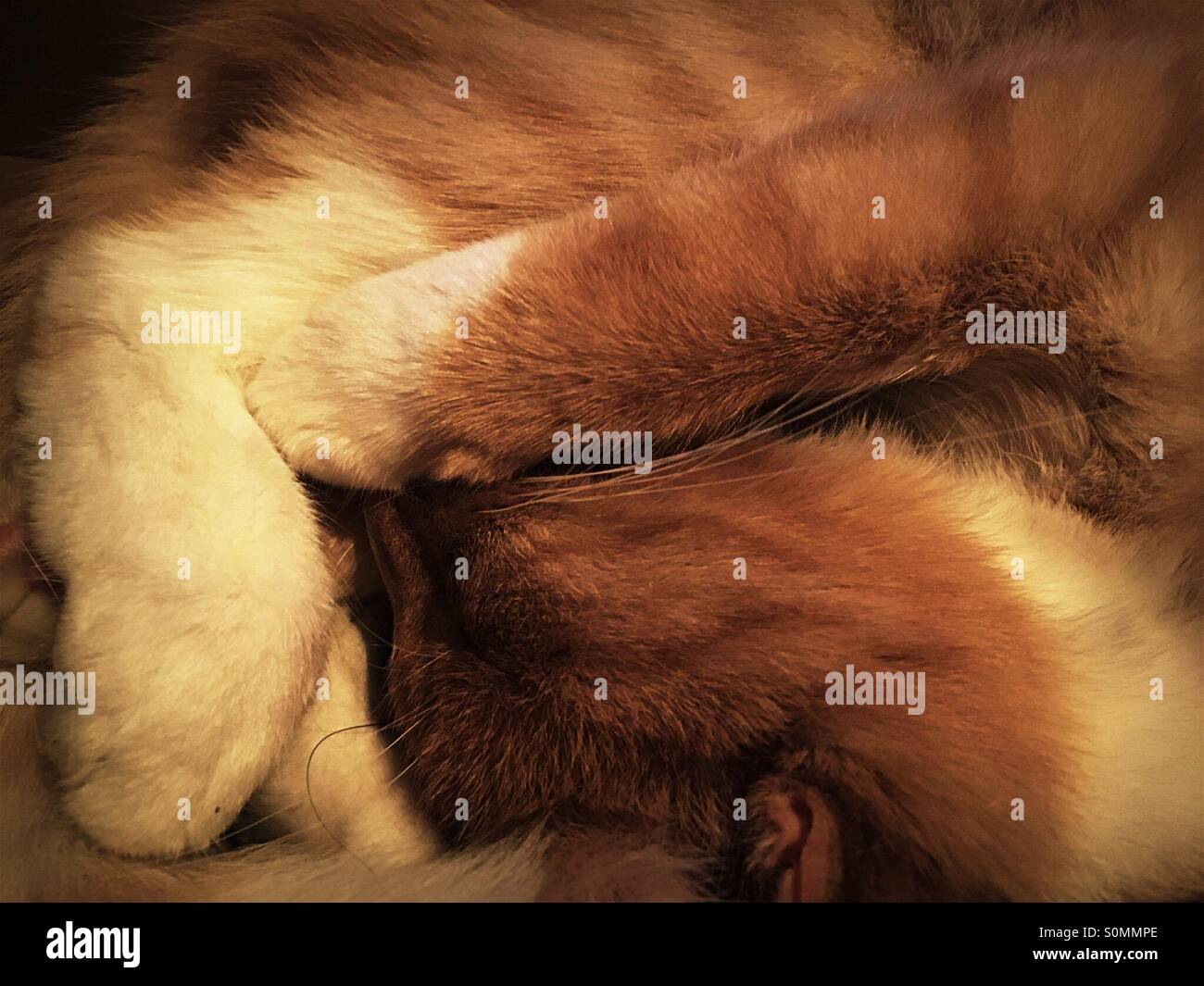 Ingwer-Katze schläft zusammengerollt Stockfoto