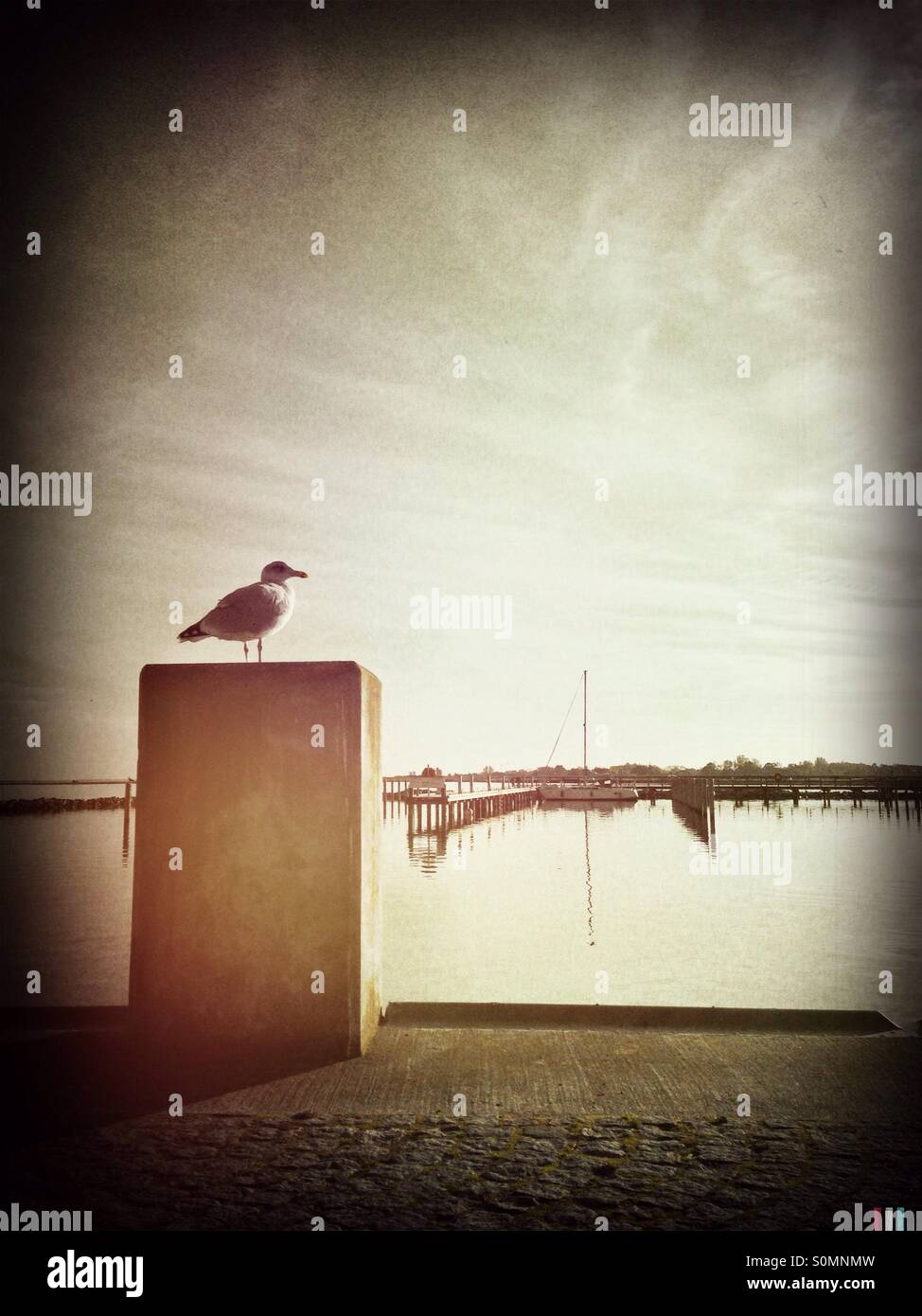 Möwe auf einer Betonplatte im kleinen Hafen von Kloster auf der deutschen Insel Hiddensee in der Ostsee, Deutschland Stockfoto