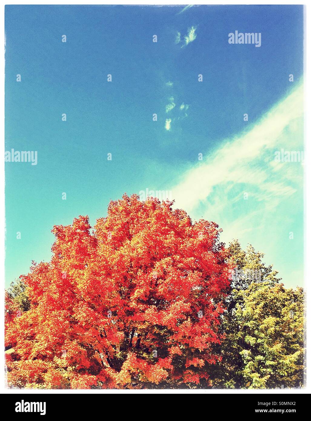 Bäume im Herbst Stockfoto