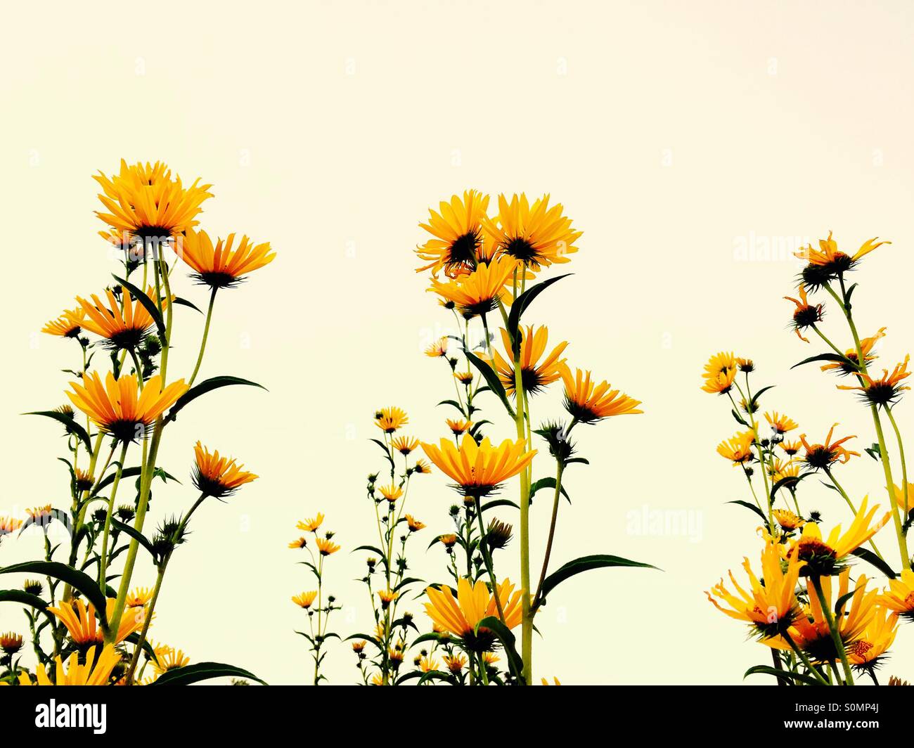 Leuchtende gelbe gänseblümchenartigen Blüten Greif nach den Sternen. Stockfoto