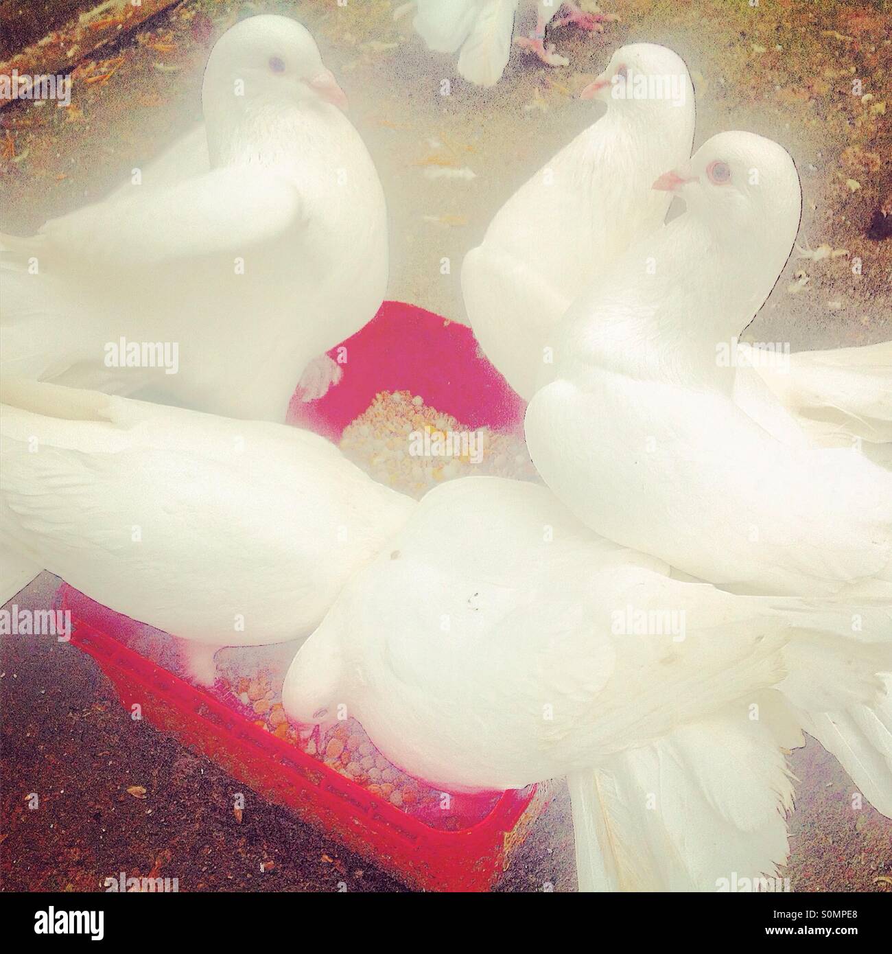 Leuchtend weiße Tauben Essen Stockfoto