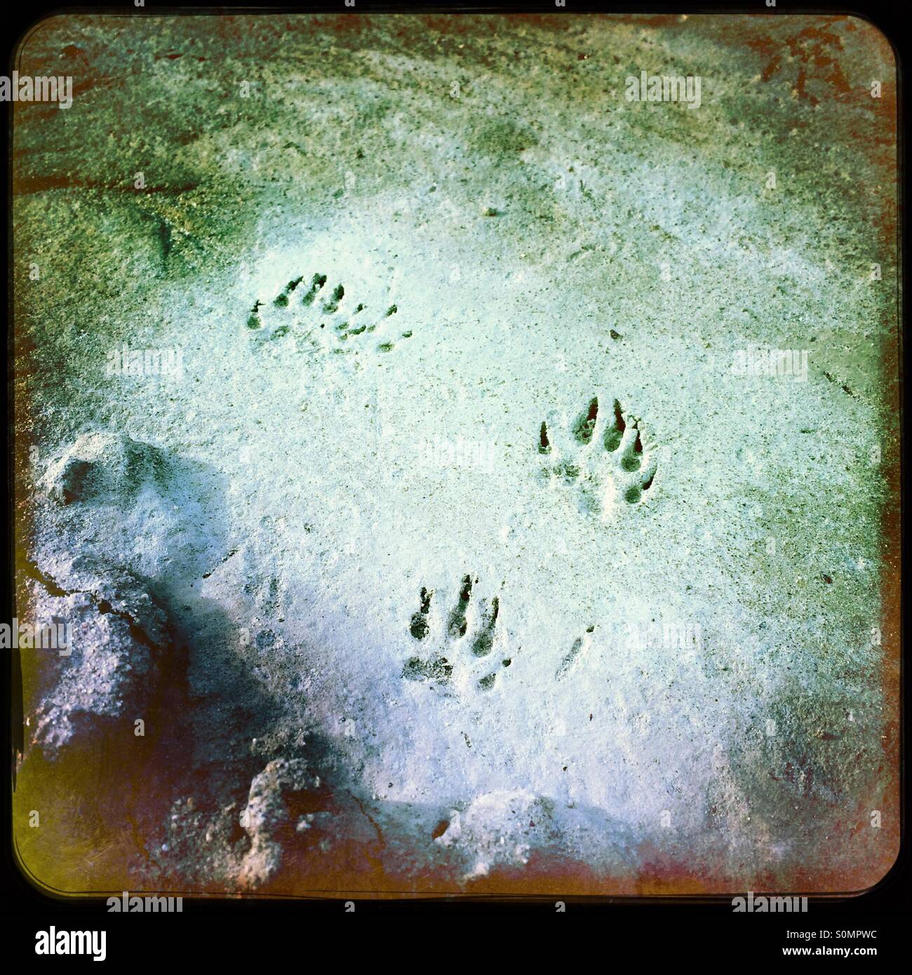 Waschbär Spuren im nassen Sand. Stockfoto Waschbär Spuren im nassen Sand. Stockfoto