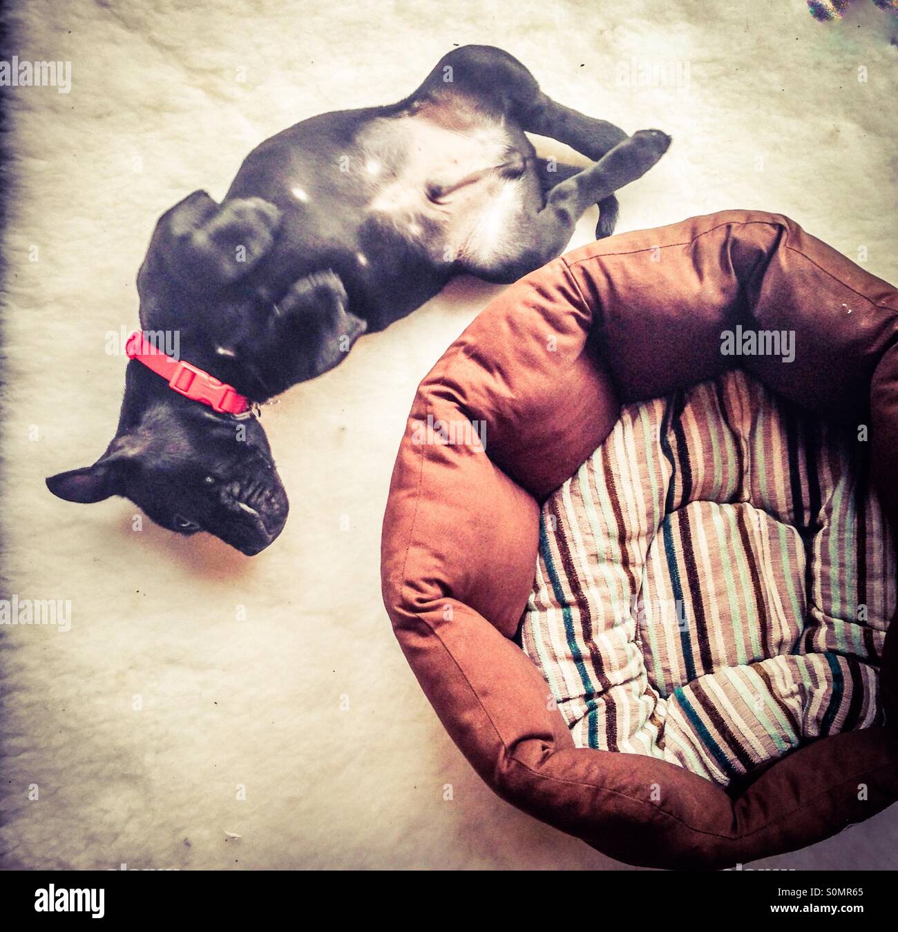 Welpe Staffordshire Bullterrier auf dem Rücken außerhalb von seinem Bett liegend. - Smartphone-aufgenommenes Stockfoto
