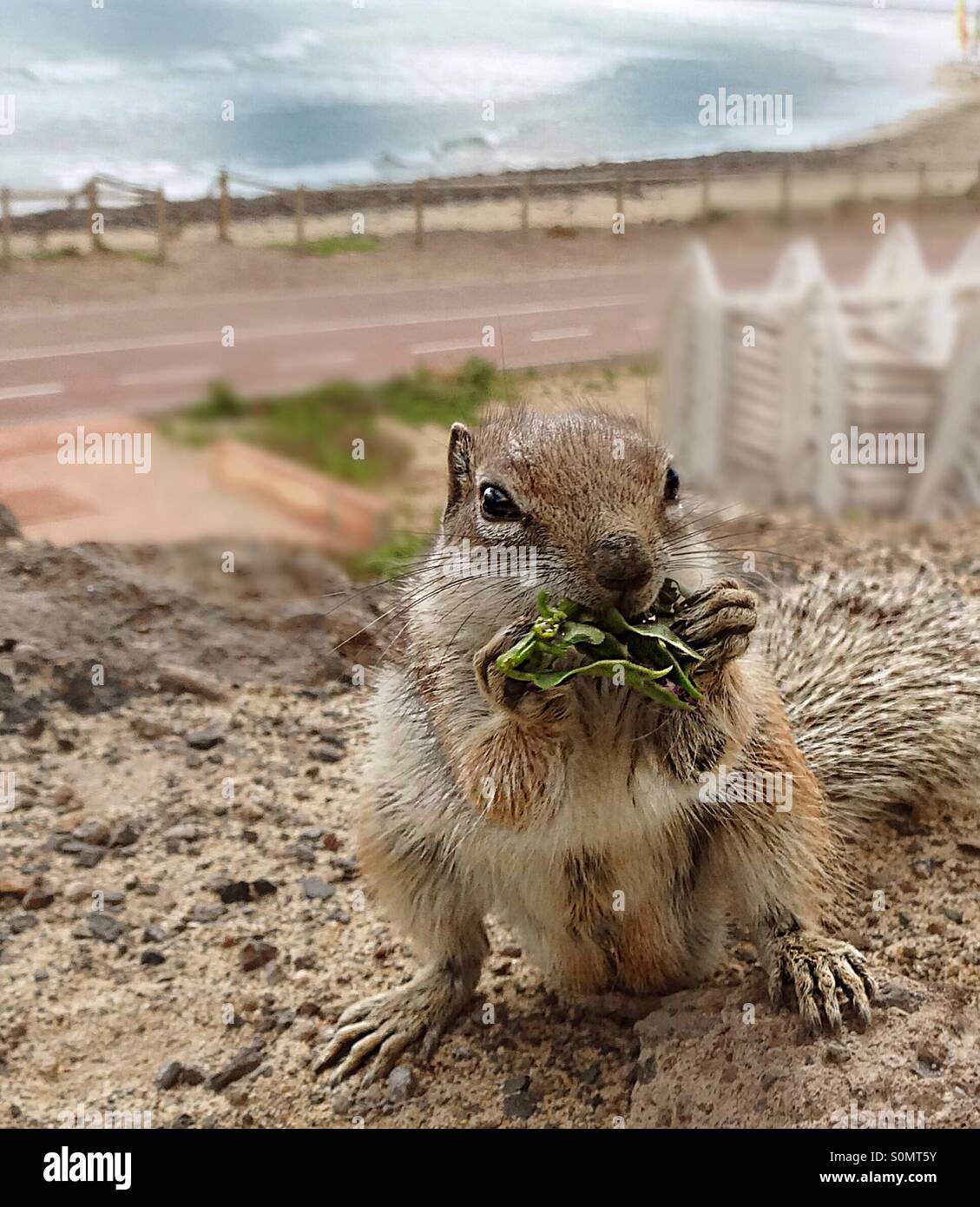 .. Grün, grün... Essen... Stockfoto