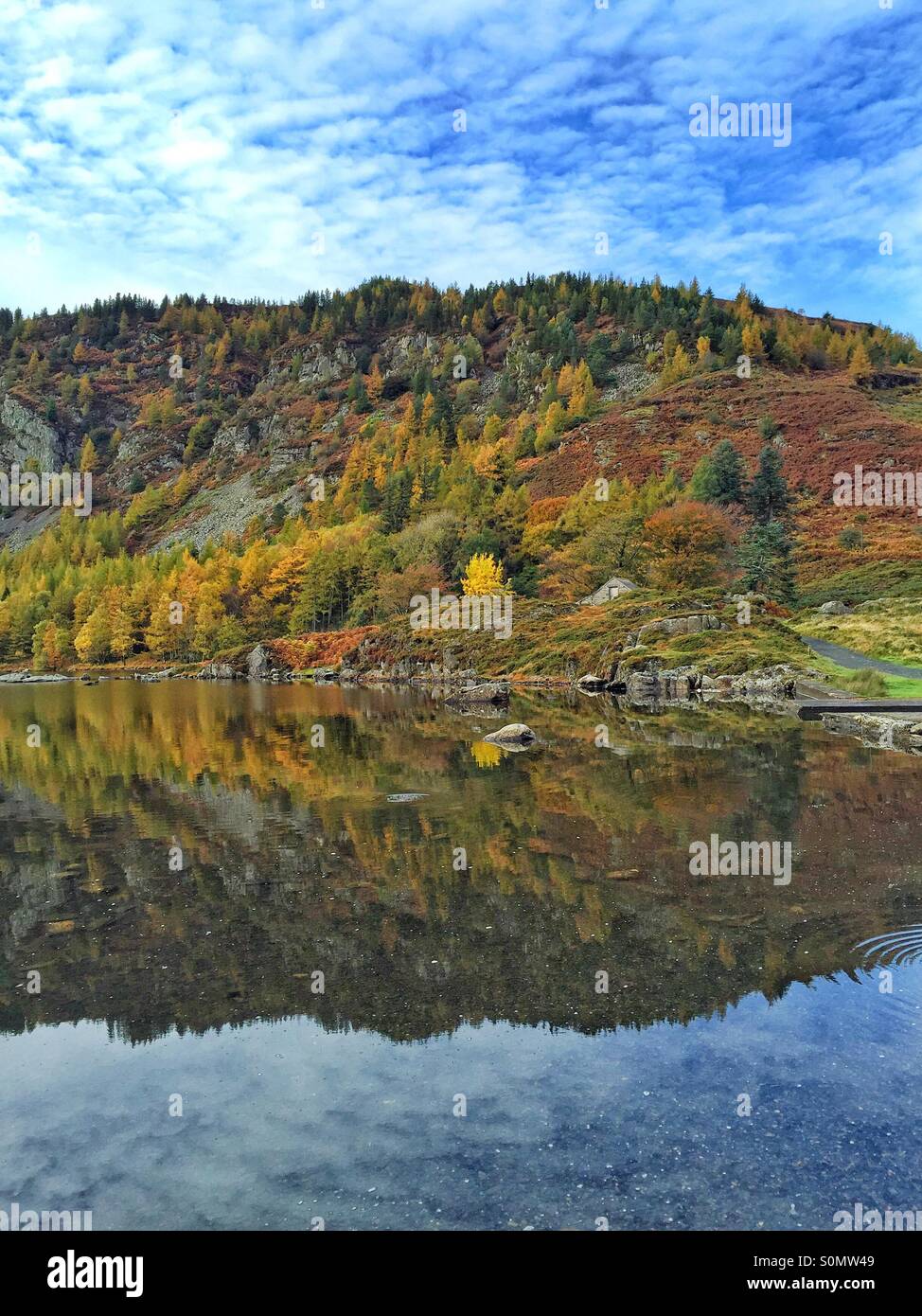 Herbstfärbung, Llyn Geirionydd, Wales Stockfoto