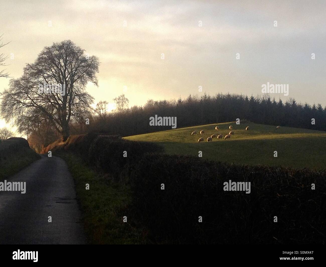 Landschaftspflege mit Schafen Scottish Borders als untergehende Sonne Stockfoto