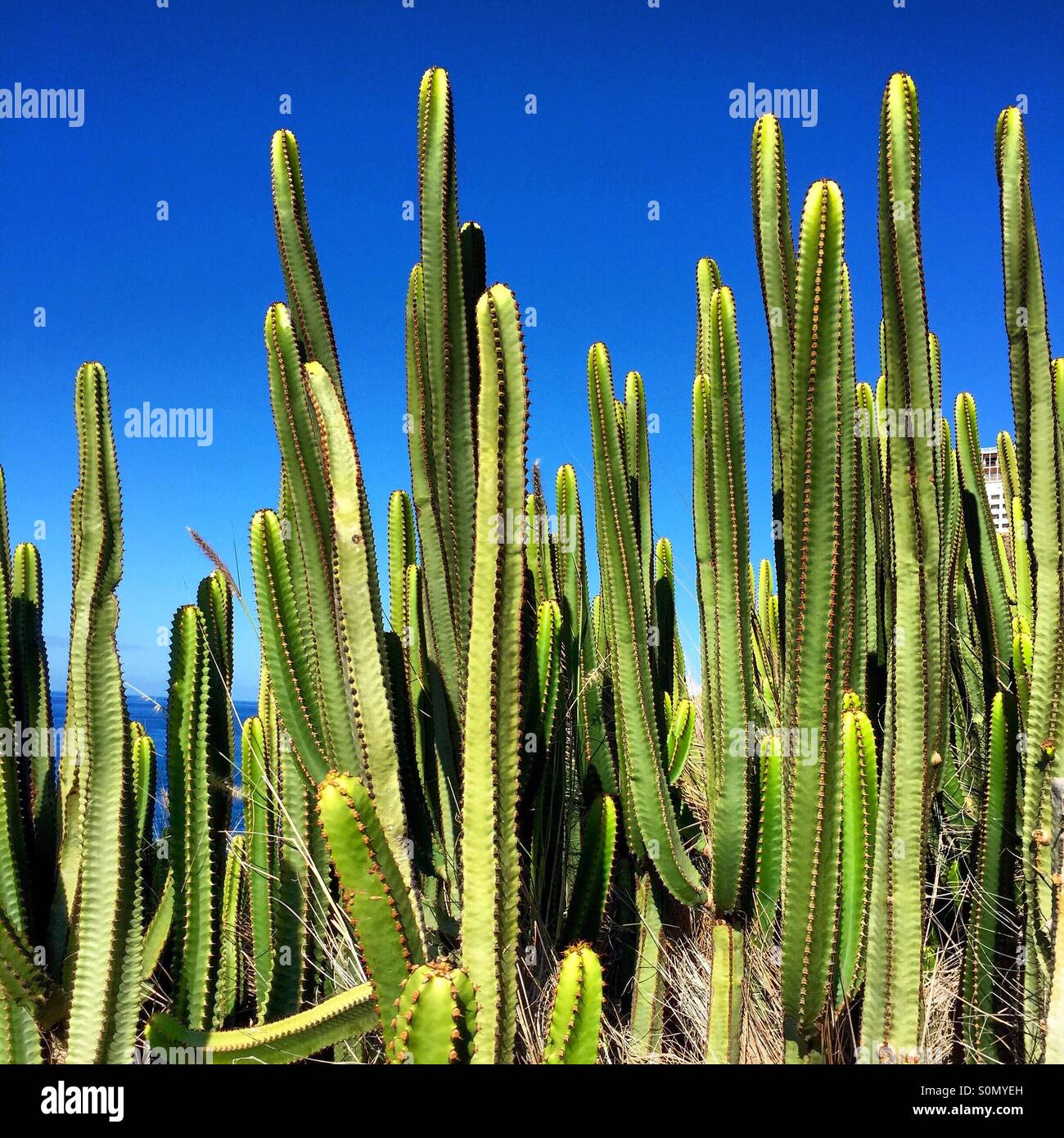 Kaktus gegen ein strahlend blauer Himmel Stockfoto